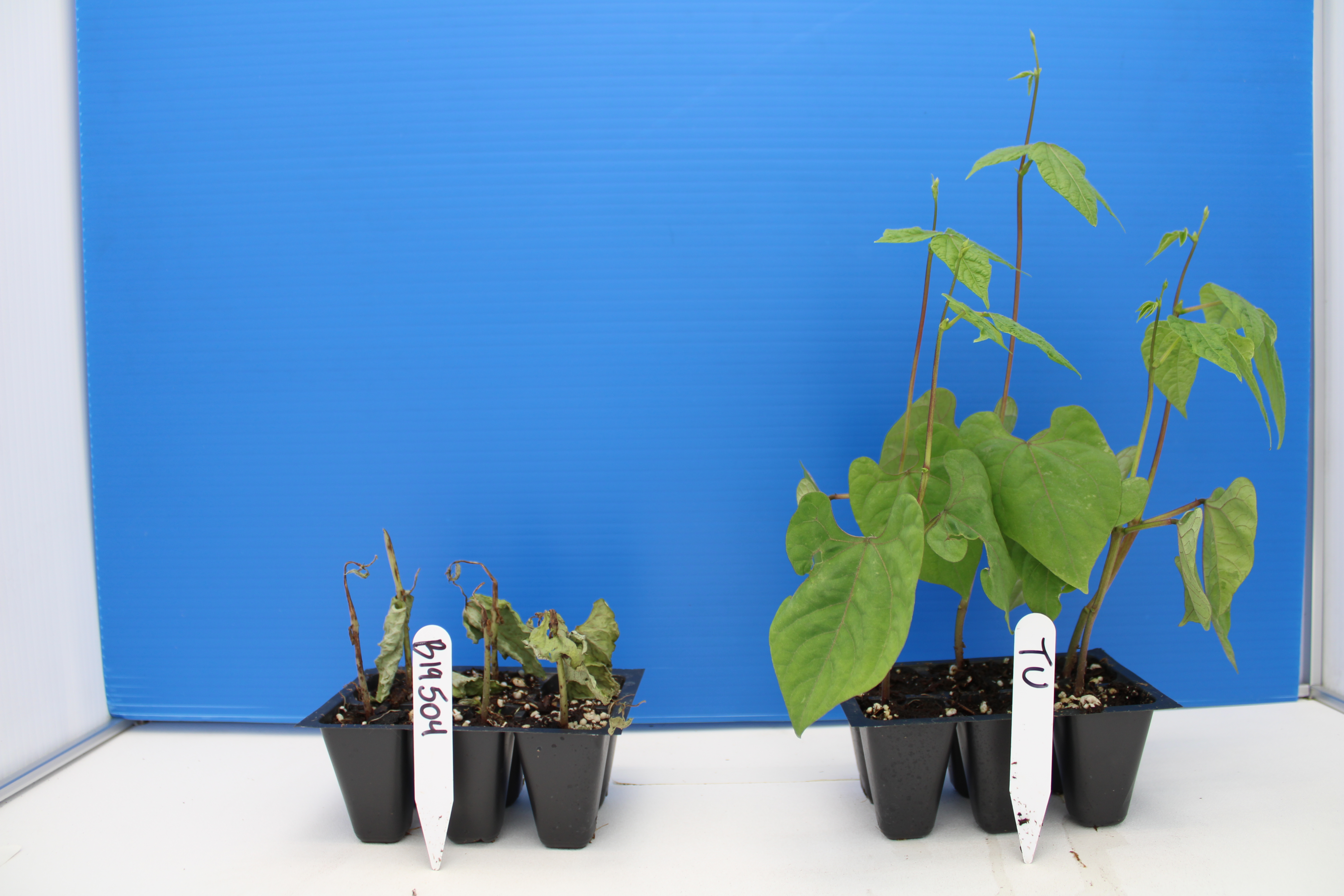 Dry beans in pots.